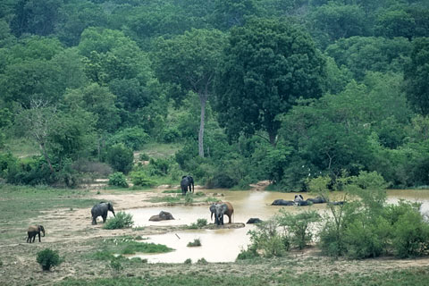 http://www.transafrika.org/media/Bilder Ghana/elefanten afrika.jpg